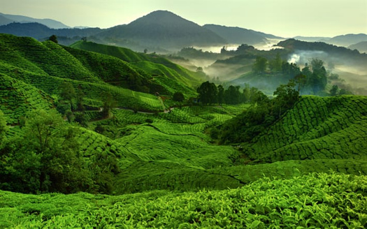 The incredible view of the tea  farming with Beauty of nature and the  the foggy weather view