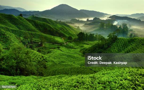 The Incredible View Of The Farming With Beauty Of Nature The Incredible View Of The Tea Farming With Beauty Of Nature Stock Photo - Download Image Now