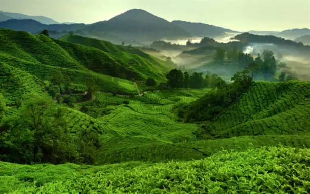 Photo of The incredible view of the farming with Beauty of nature The incredible view of the tea  farming with Beauty of nature