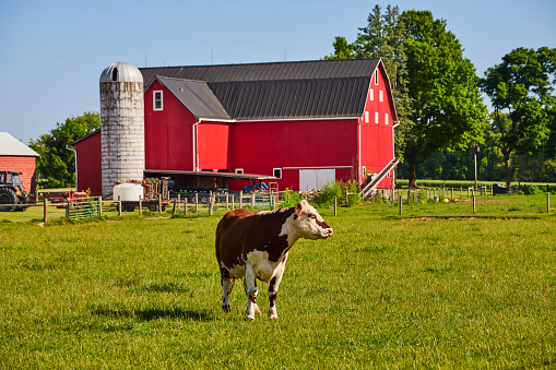 Image of Brown and white cow standing in green pasture with red barn and white silo behind it