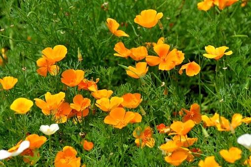 Eschscholzia californica, also called California poppy, Golden poppy, California sunlight or Cup of gold, is a flowering plant in Papaveraceae family and flowers in late spring and early summer (May-June) in Japan. The color of the flowers includes yellow, orange, red and white color. The petals close at night and open again next morning.