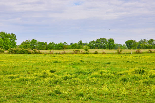 istock Cloudy sky above green field with yellow primrose flowers and distant forest line 1567347663