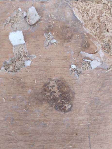 istock The dirty and old wood 1567347874