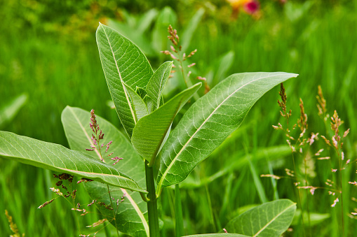 Image of Common Milkweed with Latin name Asclepias Syiaca side view in field of green with Orchardgrass