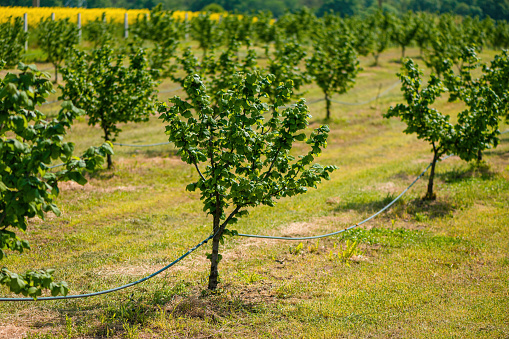 Hazel trees in hazelnut orchard with water supply hose for dripping irrigation, selective focus