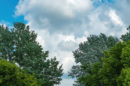Lush green foliage treetop with white cumulus cloud in background, beautiful summer landscape