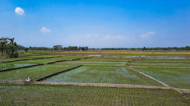 istock stage of rice field preparation 1567359320
