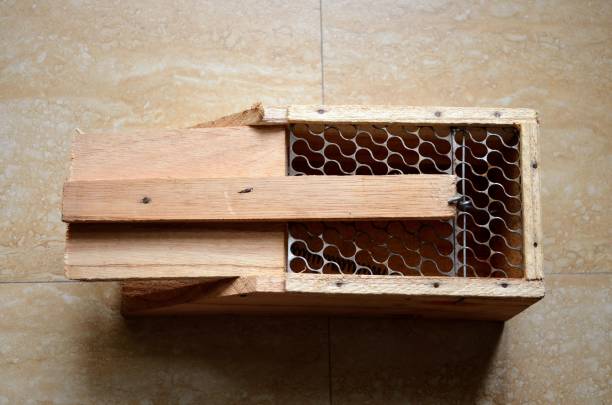 istock Wooden handcrafted rat trap cage. 1567365026