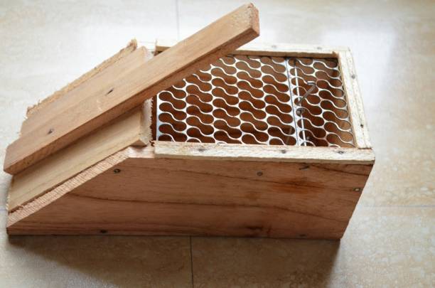 istock Wooden handcrafted rat trap cage. 1567365038
