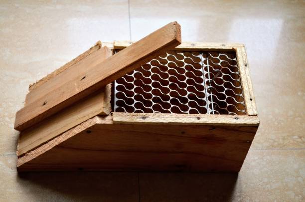 istock Wooden handcrafted rat trap cage. 1567365046