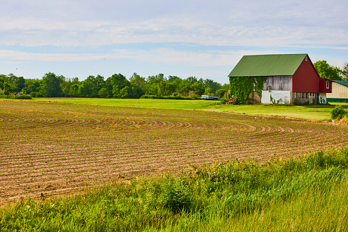 Image of Distant red barn on farm with tiny green budding crop plants and green ivy growing on white building