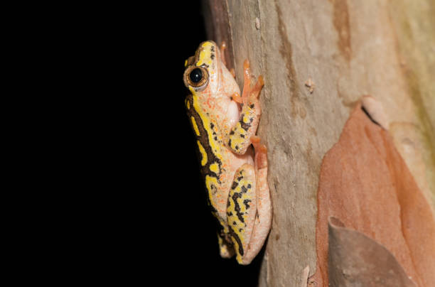 istock Painted reed frog, or marbled reed frog (Hyperolius marmoratus) 1567371108
