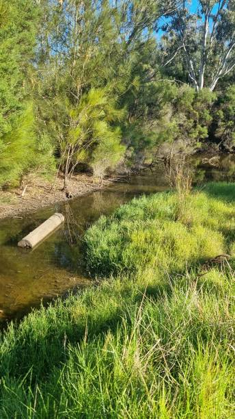 istock Country Stream Rock Stone Mountain Forest River 1567380996