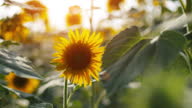 istock Beautiful sunflowers swaying in summer breeze. Scenic rural scene at sunset, warm rays of sunlight 1567382159