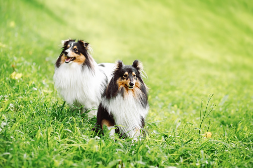 A papillon breed dog lying in the grass.  Narrow depth of field with focus on the eyes.\n\n[url=search/lightbox/11370194] [img]http://richlegg.com/istock/banners/dog_banner.jpg[/img][/url]\n[b][url=search/lightbox/11370194]Click HERE to see my other Doggie images[/url][/b]