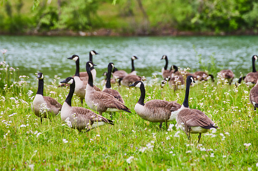 Image of Flock of Canadian geese in grassy field with white and purple flowers and distant pond and hill