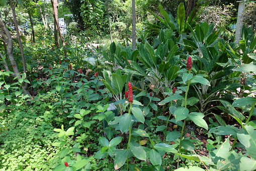 Common Name: Crepe Ginger, Setawar Tawar, Spiral Flag, Cane Reed, Malay Ginger, Wild Ginger, Spiral Ginger, White Costus\nScientific name: Costus speciosus\nKingdom: Plantae\nClade: Tracheophytes\nClade: Angiosperms\nClade: Monocots\nClade: Commelinids\nOrder: Zingiberales\nFamily: Costaceae\nGenus: Cheilocostus\nSpecies: C. speciosus