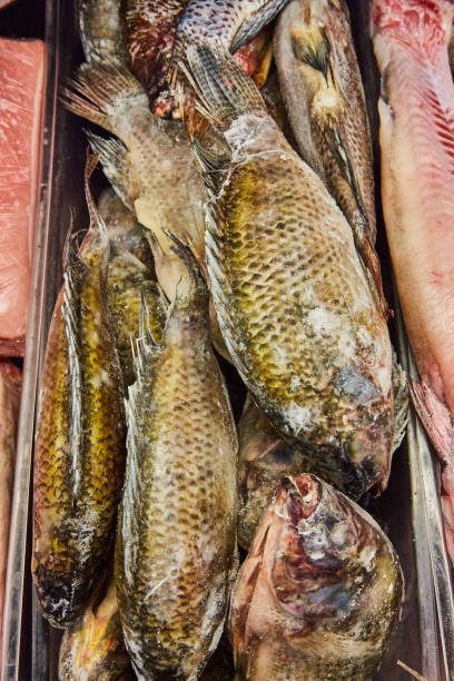 istock Full tilapia fish, raw, dead, uncooked, container at grocery store, meat department 1567389011