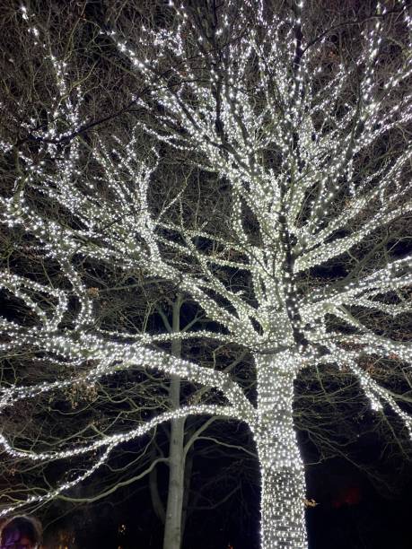 Big White Glowing Glittery Sparkly Christmas Lights on Branches and Tree in Dark Black Background at Wisley Glow in Surrey, England, UK