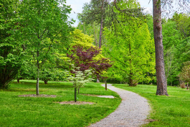 istock Gravel path curving gently into forest in park trail with a maroon tree and green trees around it 1567395426