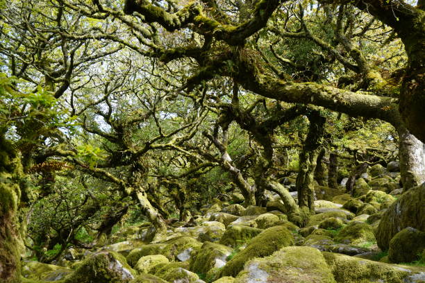 istock Wistman's Wood 1567396592