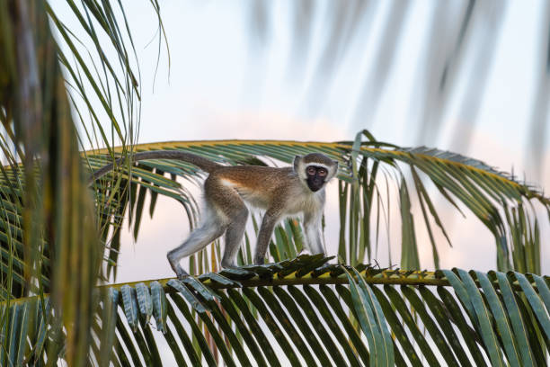 Vervet monkey on a palm frond