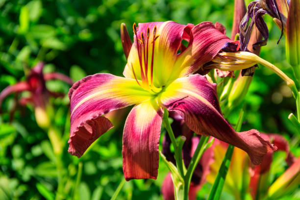 istock Beautiful daylily in the garden 1567398772