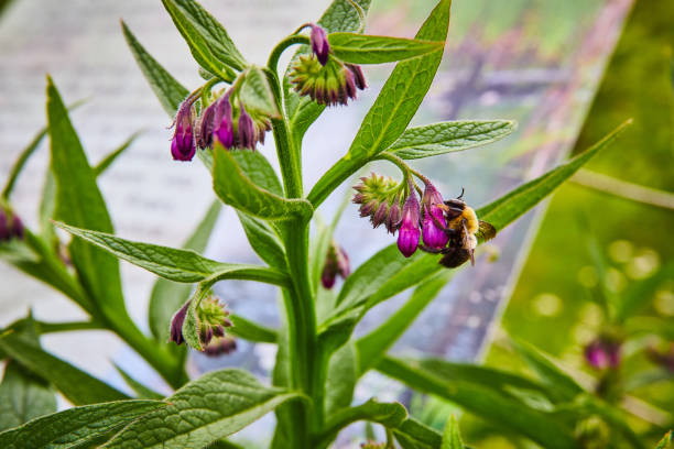istock Honeybee on Pink Common Comfrey flowers with bright reflective background 1567399978