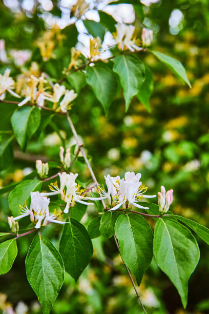 istock Honeysuckle plant tree bush, vibrant green, white gold flowers 1567400174