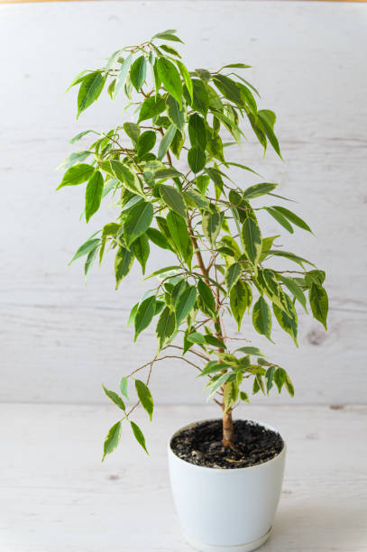 istock Ficus in a white pot on a light wooden background. 1567413637