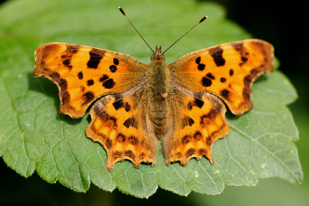 Comma Buttrfly 10+ Commabutterfly Stock Photos, Pictures & Royalty-Free Images - iStock