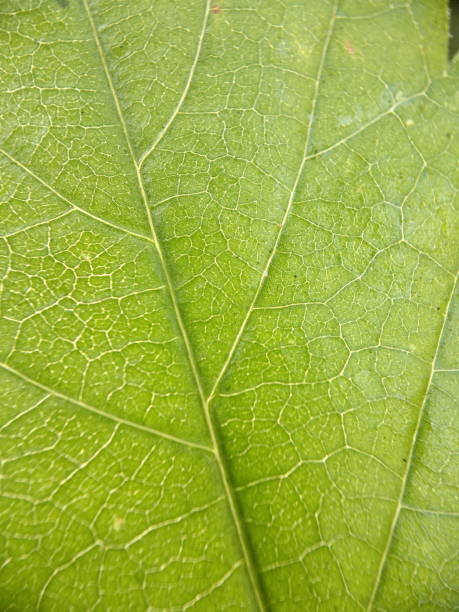 istock structured texture of green leaves suitable for Backgrounds 1567417946