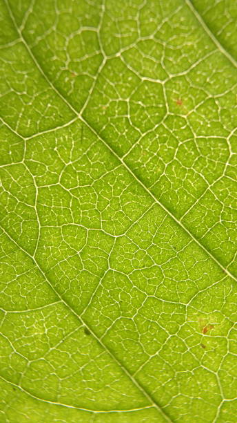 istock structured texture of green leaves suitable for Backgrounds 1567417950