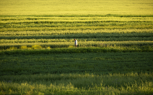 grass field