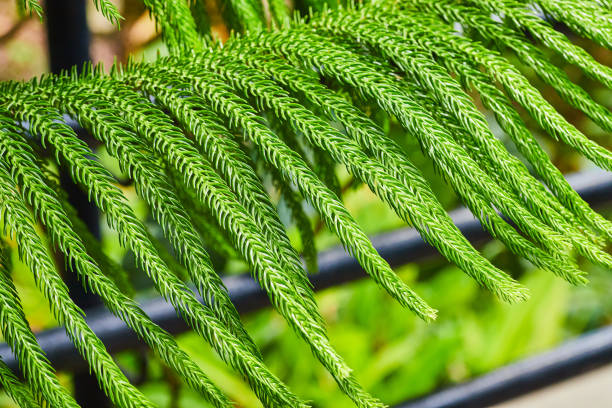 Image of Long coniferous plant needle limbs reaching over metal railing