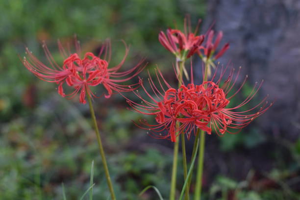 cluster amaryllis Close-up of red flower on field red spider lily stock pictures, royalty-free photos & images