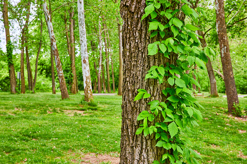 Image of Oak or Maple tree with Virginia Creeper plant growing up trunk in park with River Birch trees