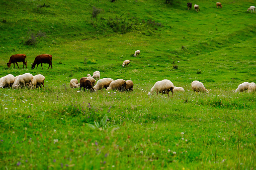 A flock of sheep graze in the meadow