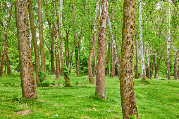 istock Park forest with distant backwards sign and tall River Birch and maple trees covered in moss 1567446858