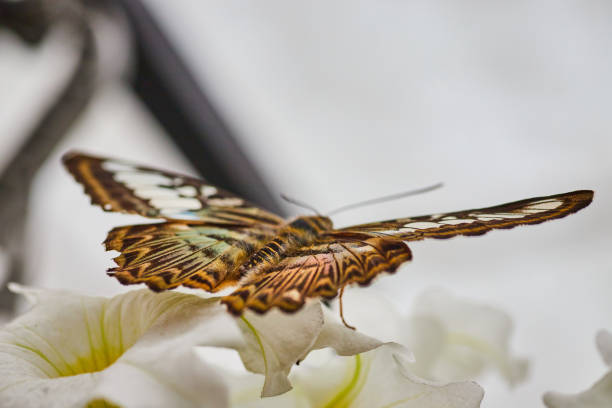 parthenos mariposa sylvia con las alas abiertas lista para despegar de bonitas flores blancas - parthenos fotografías e imágenes de stock