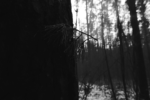 Dark gloomy winter forest, black and white, black metal forest