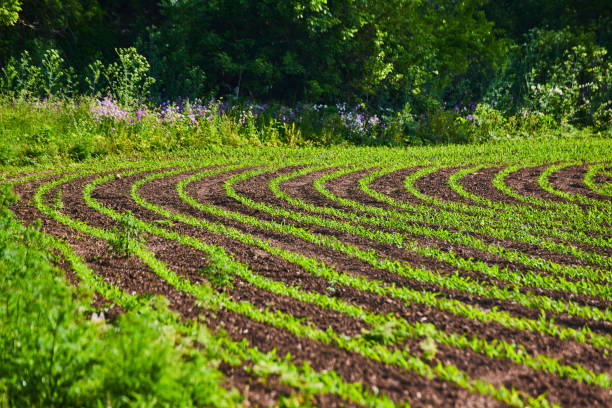istock Purple wildflowers growing along field with new budding plants 1567452525