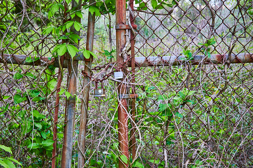 Image of Silver color rusting gate, ivy, vines climbing metal chain, rusting lock wrapped around chain links