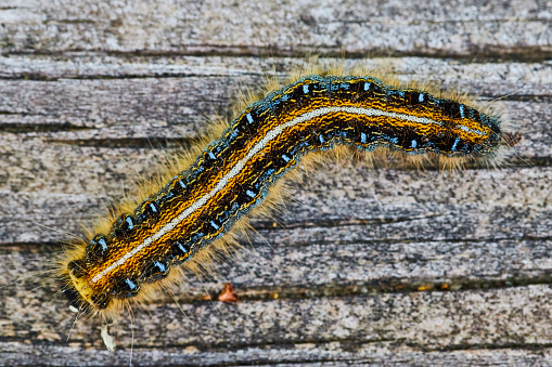 Image of Straight down macro close up stock image stock photo of Eastern Tent Caterpillar