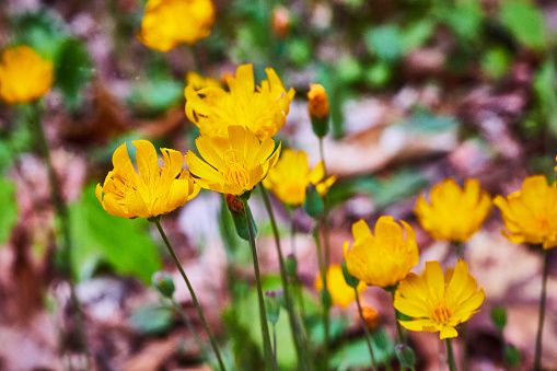 Image of Stunning golden yellow flowers in bloom with purple and green blurred background asset