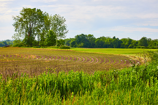 Image of Sunny field with lush green grasses and farmland with tiny plants growing in curved rows