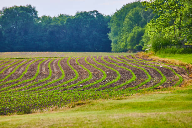 istock Swerving path of young budding crop in farmers field with clean dirt rows and distant forest 1567474824