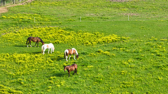 Image of Two brown horses with two paint horses of white and brown in grass field aerial