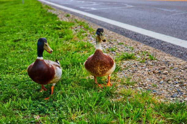 A close-up shot of a brown duck with a white stripe on its head and neck, looking to the right