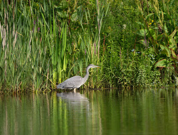 istock Heron in a lake, Oslo Norway 1567481674